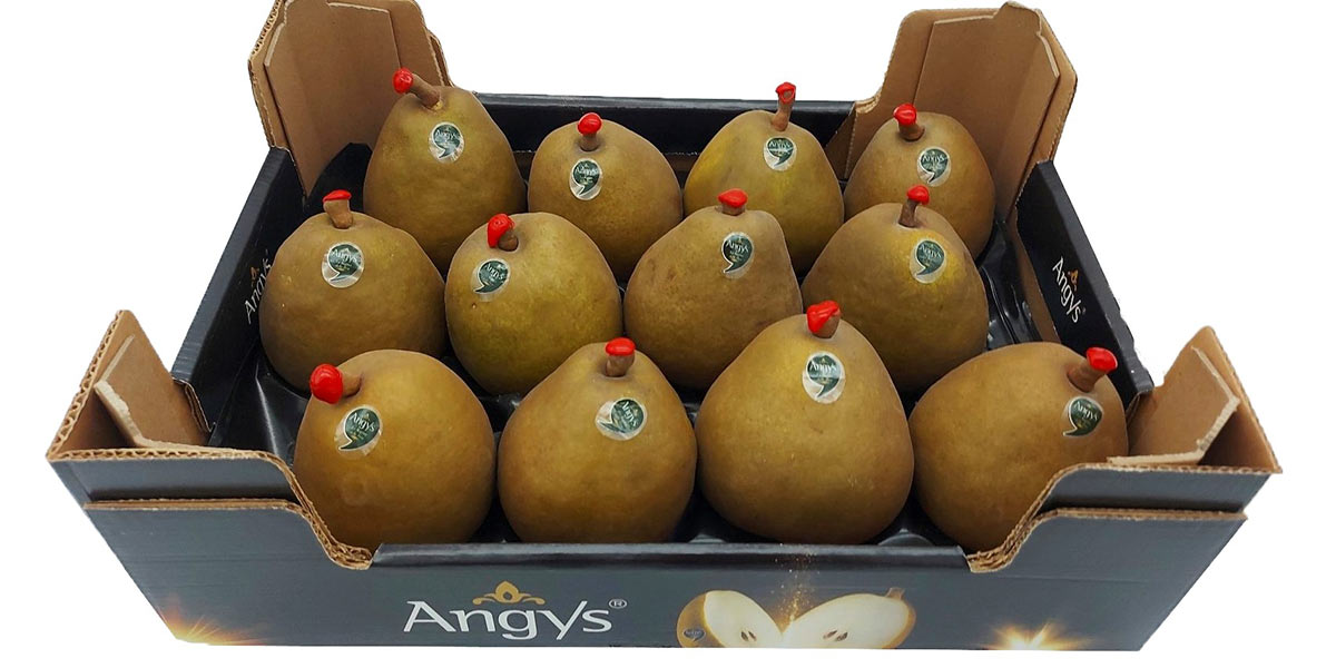 Pera Angys, la commercializzazione entra nel vivo 